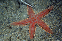 Astropecten aranciacus