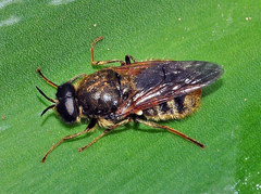 Pycnomalla splendens