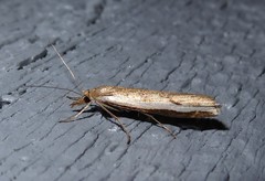 Orocrambus flexuosellus