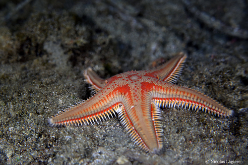 Astropecten aranciacus (Linnaeus, 1758)