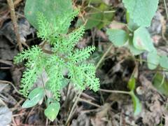 Sceptridium dissectum dissectum