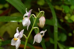 Cuitlauzina pulchella