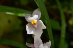Cuitlauzina pulchella