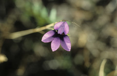 Monopsis simplex
