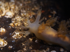 Dendronotus