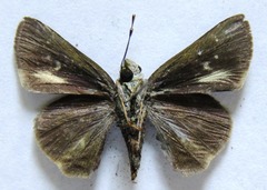 Euphyes peneia