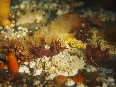 Dendronotus