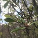 Tasmannia purpurascens - Photo (c) Saoirse Aherne, algunos derechos reservados (CC BY-NC), uploaded by Saoirse Aherne