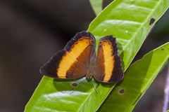 Cirrochroa satellita