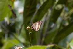 Hasora schoenherr chuza