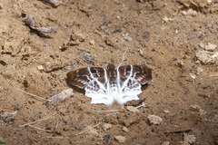 Odontoptilum pygela