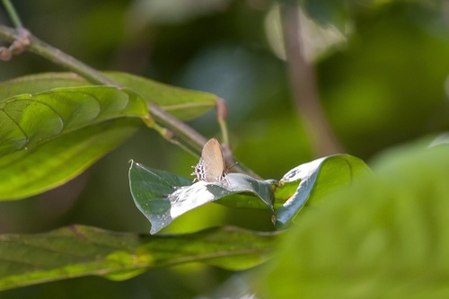 Drupadia cindi