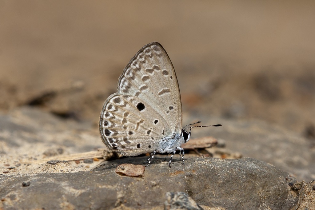Acytolepis ripte