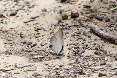Curetis santana