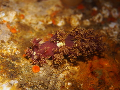 Dendronotus