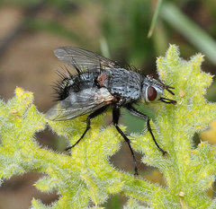 Rhamphina rectirostris