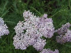 Achillea distans