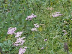 Achillea distans