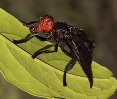 Bromophila caffra