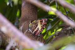 Agatasa calydonia