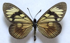 Actinote anteas anteas