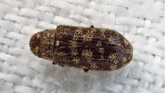 Priobium multimaculatum