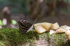 Lexias dirtea