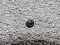Simplocaria