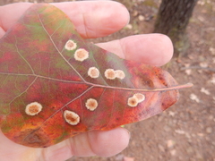 Polystepha pustuloides