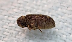 Priobium multimaculatum