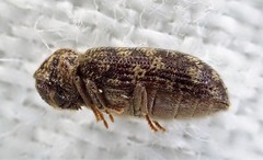 Priobium multimaculatum