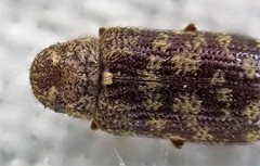 Priobium multimaculatum