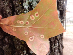 Polystepha pustuloides