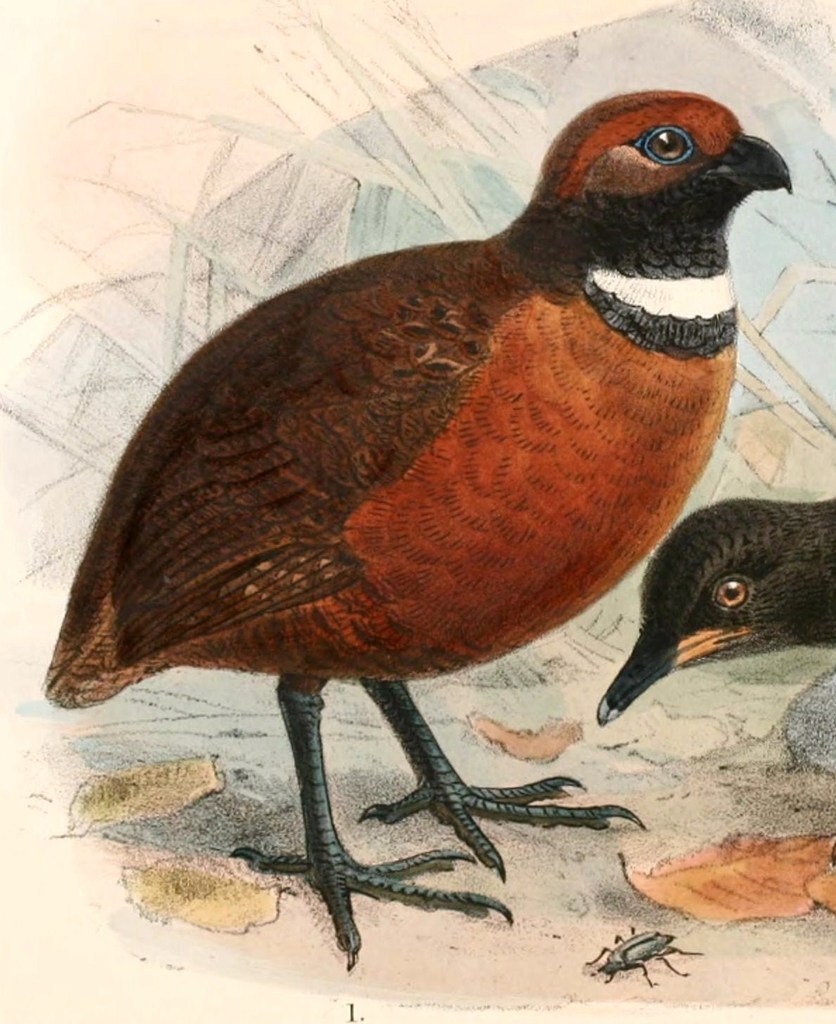 Rufous-Fronted Wood-Quail