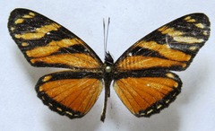 Eresia ithomioides alsina