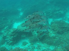 Plectorhinchus gibbosus