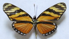 Eresia ithomioides alsina