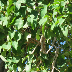Syzygium suborbiculare