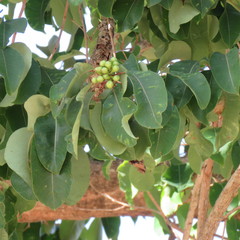 Syzygium suborbiculare