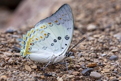 Polyura delphis