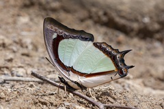 Polyura jalysus