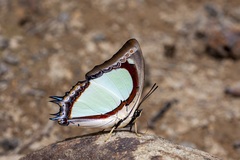 Polyura jalysus