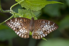Tanaecia munda