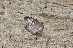 Tanaecia munda