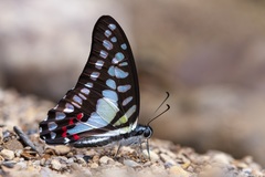 Graphium evemon
