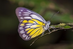 Delias singhapura
