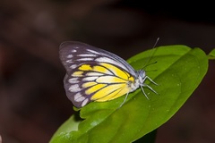 Delias singhapura