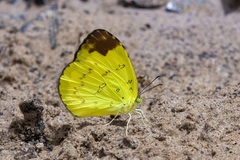 Eurema simulatrix