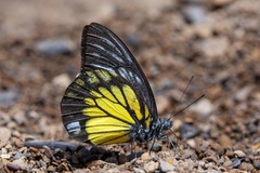 Prioneris cornelia