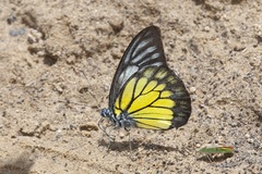 Prioneris cornelia